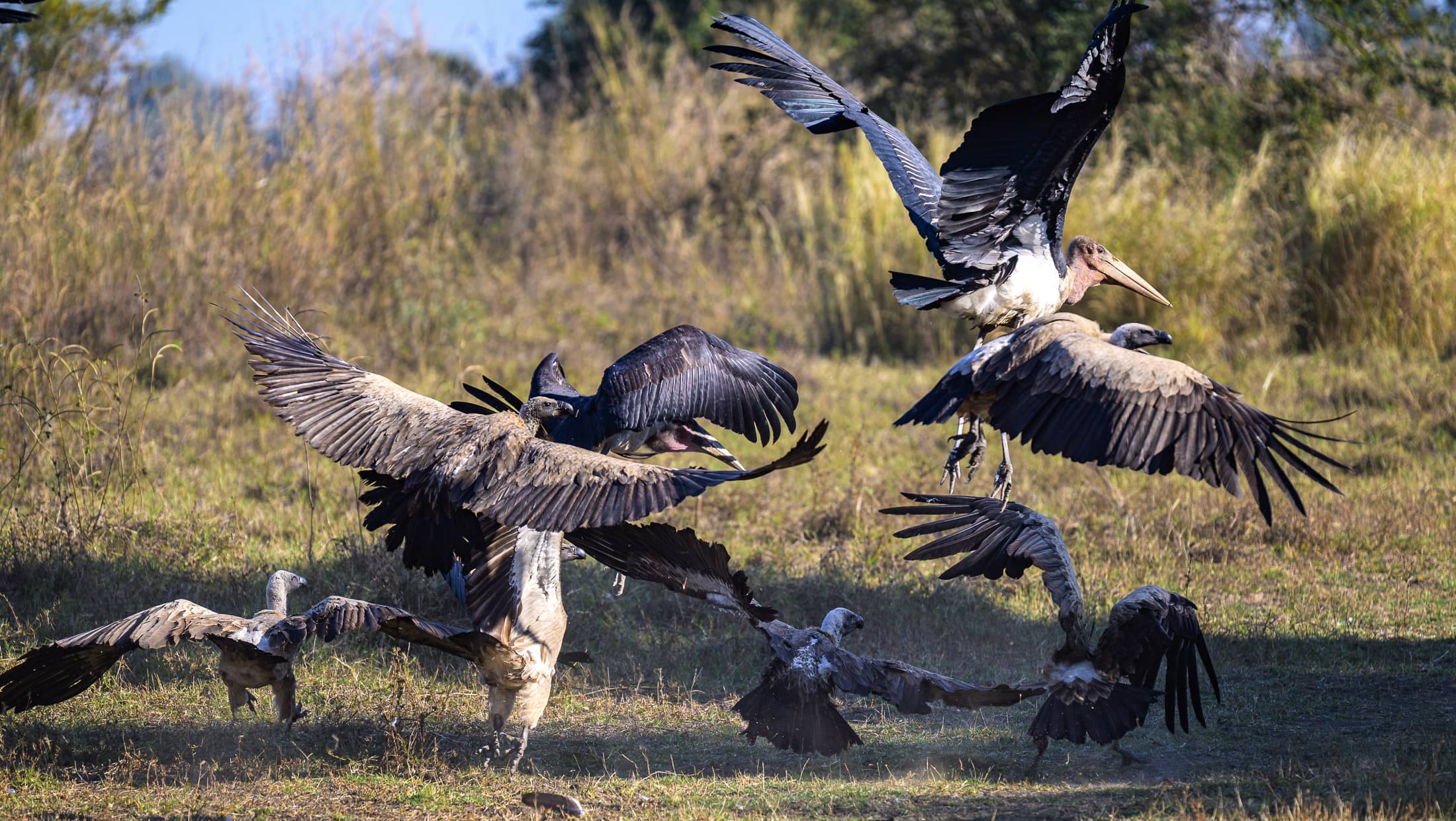 Marabou Storks + White-backed Vultures scattering from a kill