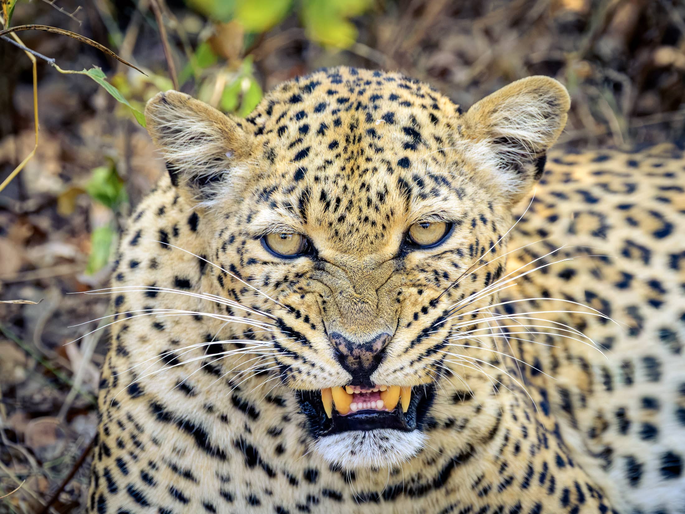 Snarl...