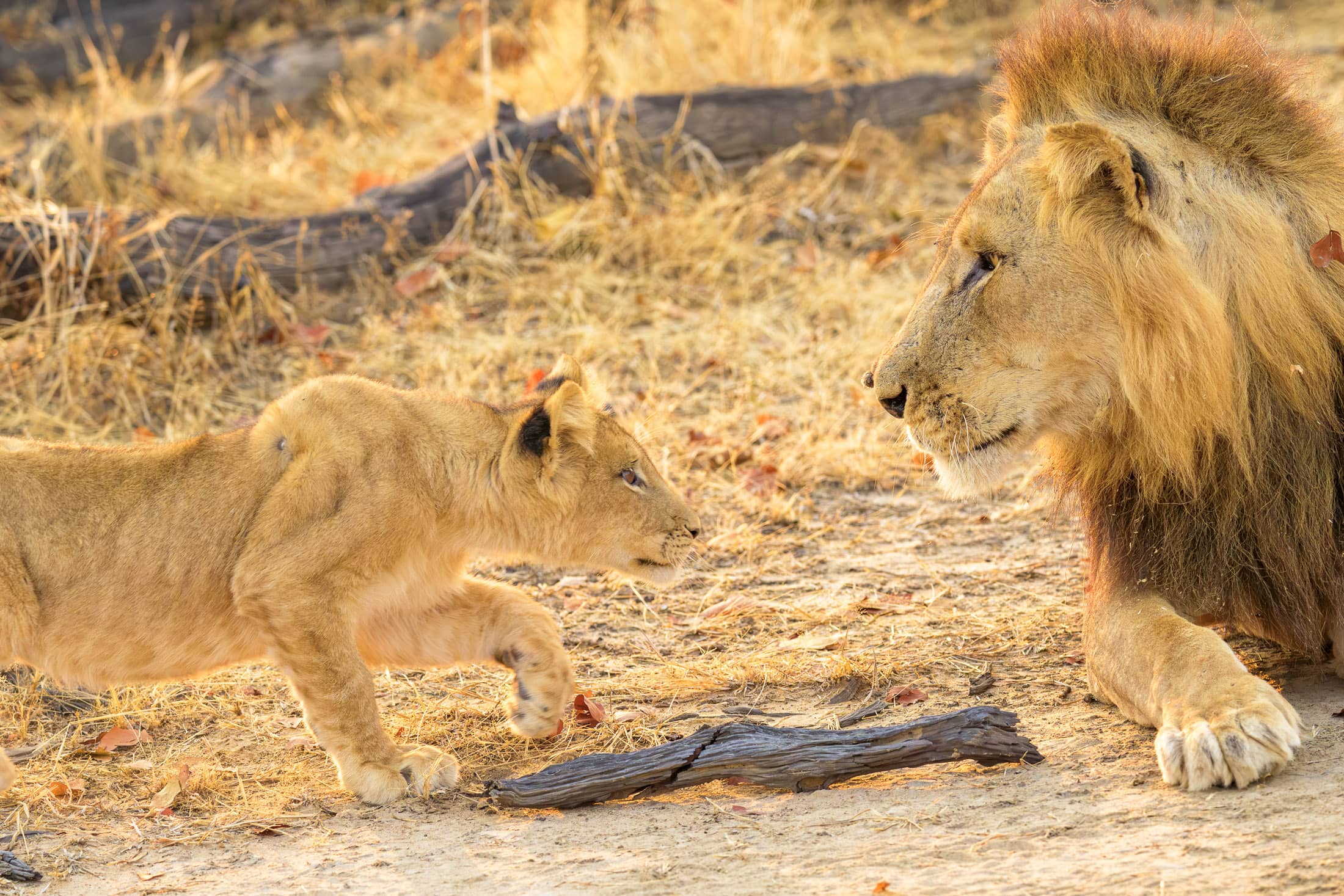Male lion watches a small cub on dry ground, South Luangwa