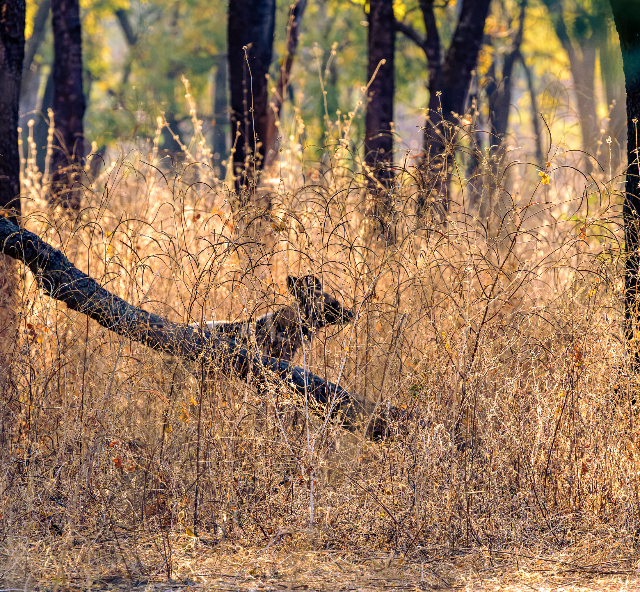 Wild Dog Hunting