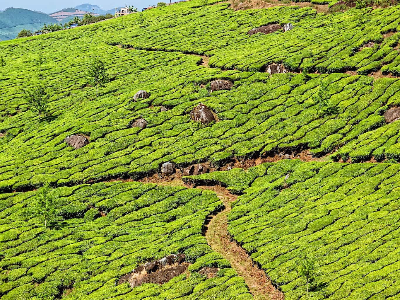 Gardens of Kerala