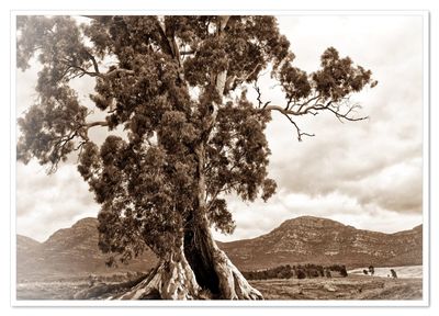 Harold Cazneaux's Tree