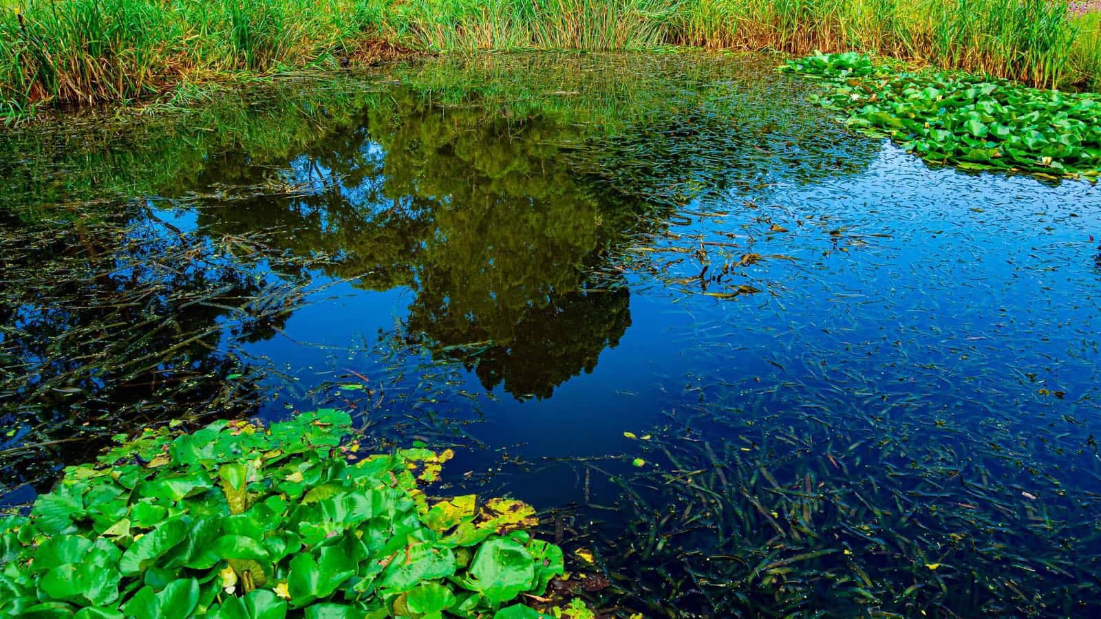 Weeds — pond weed in the backwaters